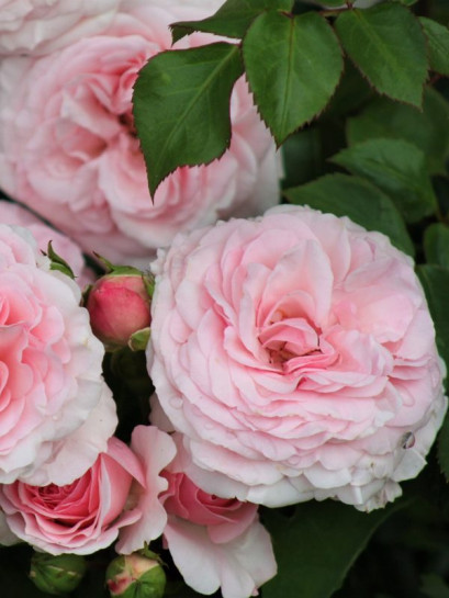 róża rabatowa MARIATHERESIA