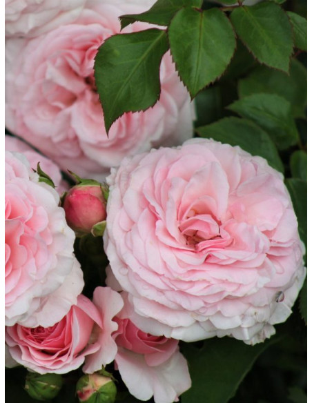 róża rabatowa MARIATHERESIA