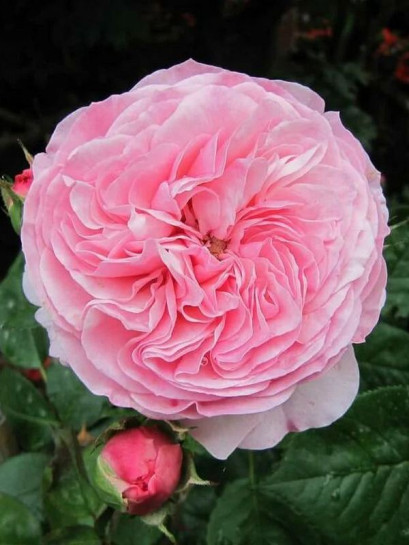 MARIATHERESIA rabatowa róża