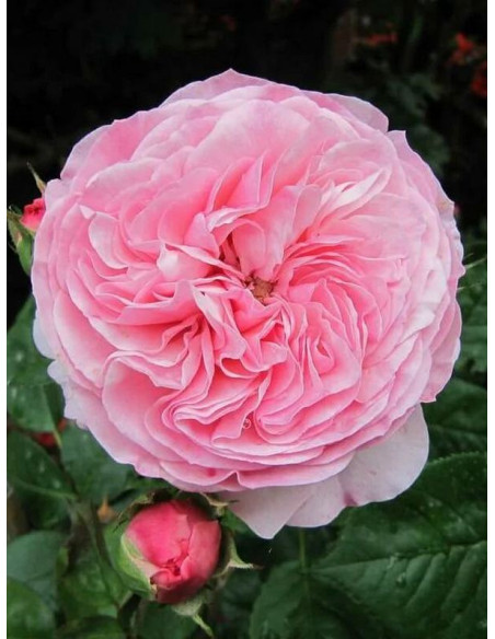 MARIATHERESIA rabatowa róża