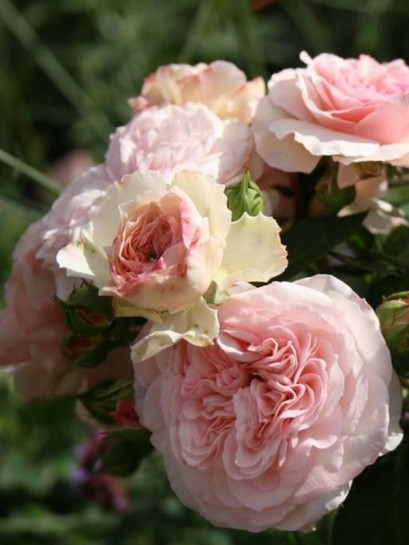 rabatowa róża MARIATHERESIA