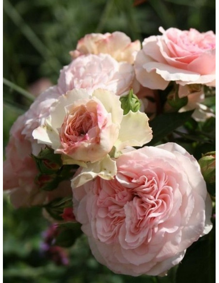 rabatowa róża MARIATHERESIA