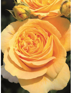 róża wielkokwiatowa CANDLELIGHT