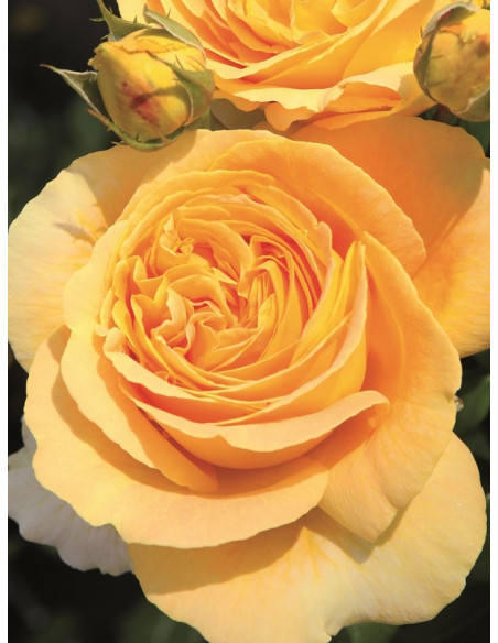 róża wielkokwiatowa CANDLELIGHT