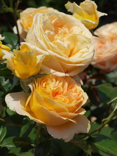 CANDLELIGHT wielkokwiatowa róża