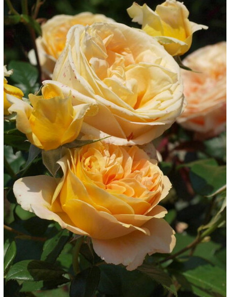 CANDLELIGHT wielkokwiatowa róża