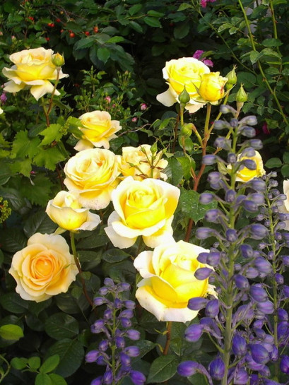 wielkokwiatowa róża CANDLELIGHT