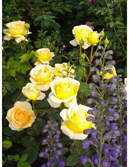 wielkokwiatowa róża CANDLELIGHT