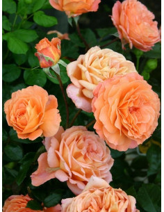 BELVEDERE róża parkowa