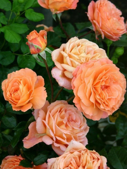 BELVEDERE róża parkowa