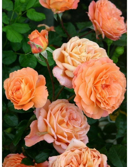 BELVEDERE róża parkowa