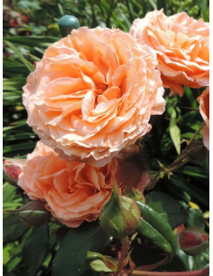 BELVEDERE róża parkowa 2