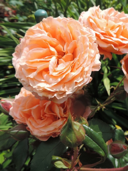 róża parkowa BELVEDERE