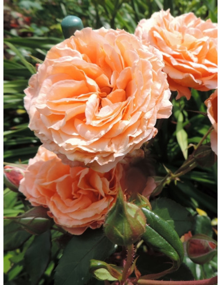 róża parkowa BELVEDERE