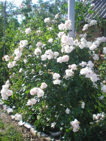 pnące róże New Dawn