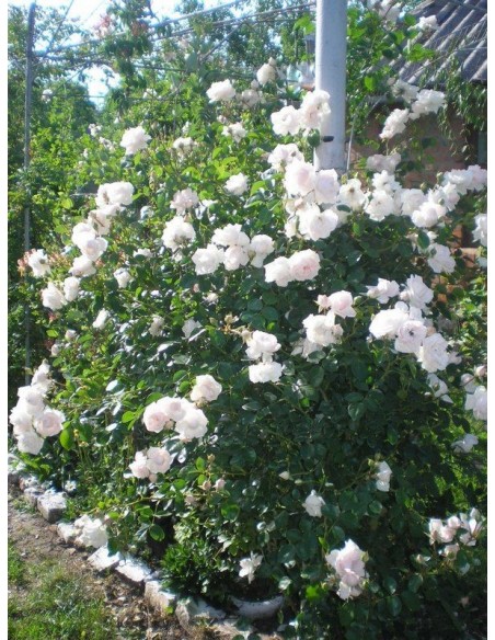 pnące róże New Dawn