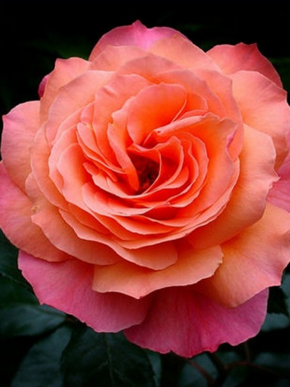 parkowa róża BELVEDERE