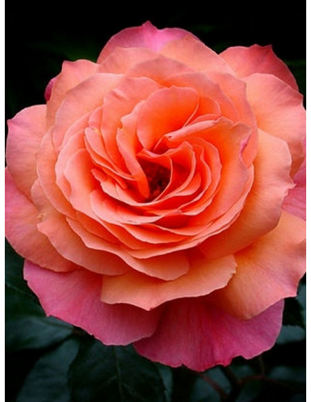 parkowa róża BELVEDERE