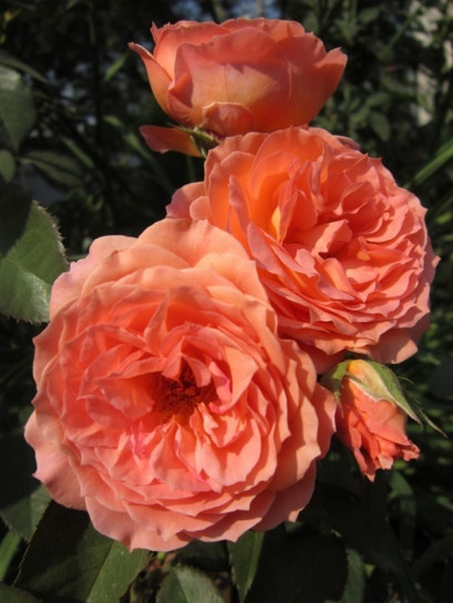 BELVEDERE parkowa róża