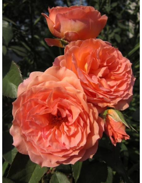 BELVEDERE parkowa róża