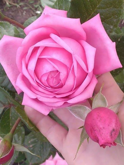 ROMINA wielkokwiatowa róża