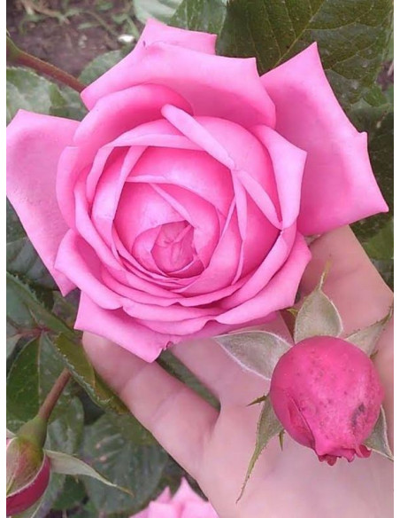 ROMINA wielkokwiatowa róża