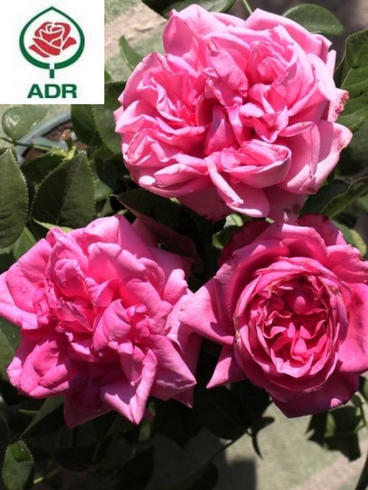 ROMINA róża wielkokwiatowa