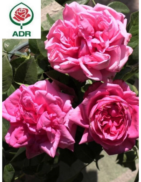 ROMINA róża wielkokwiatowa