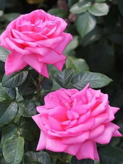 wielkokwiatowa róża ROMINA