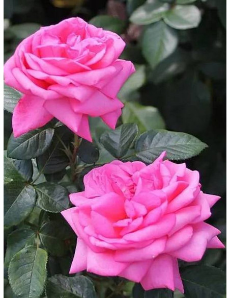 wielkokwiatowa róża ROMINA