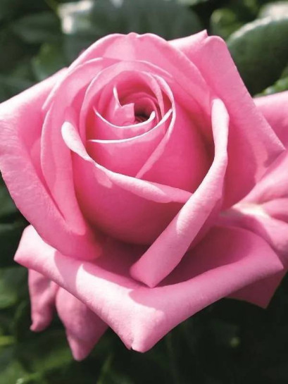 róża wielkokwiatowa ROMINA