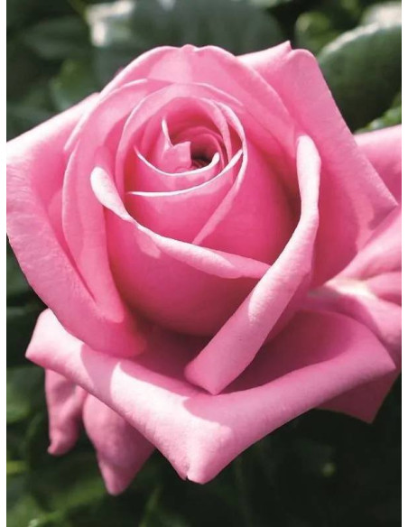 róża wielkokwiatowa ROMINA