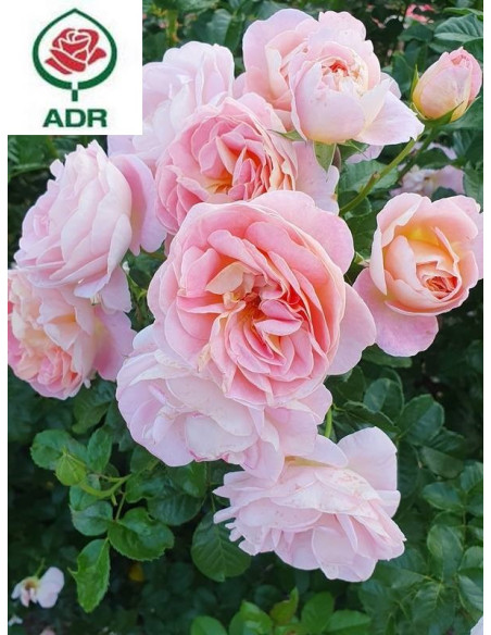 WISŁAWA SZYMBORSKA róża wielkokwiatowa