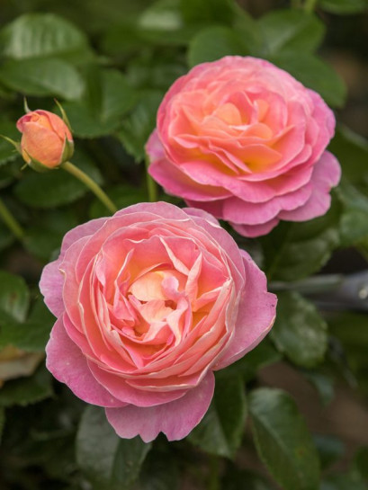 WISŁAWA SZYMBORSKA® róża wielkokwiatowa