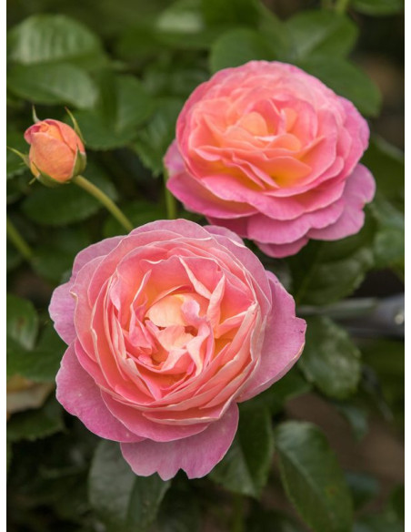 WISŁAWA SZYMBORSKA® róża wielkokwiatowa