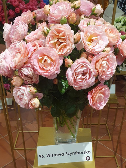 WISŁAWA SZYMBORSKA wielkokwiatowa róża