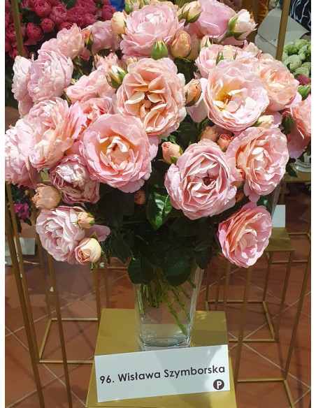WISŁAWA SZYMBORSKA wielkokwiatowa róża