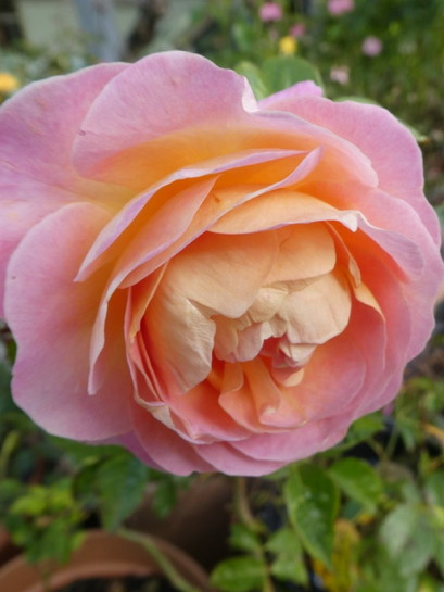 wielkokwiatowa róża WISŁAWA SZYMBORSKA