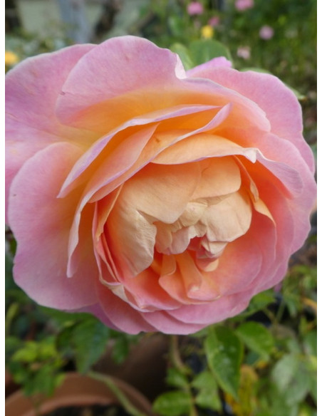 wielkokwiatowa róża WISŁAWA SZYMBORSKA