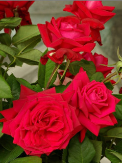 Ena Harkness czerwone róże wielkokwiatowe