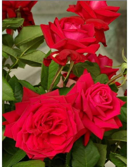 Ena Harkness czerwone róże wielkokwiatowe
