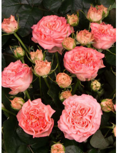 MARY ANN róża wielkokwiatowa 2