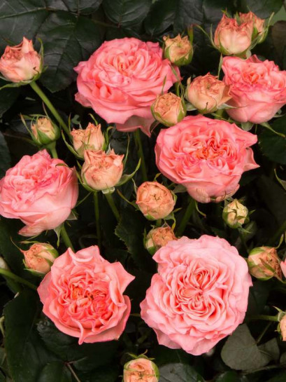 MARY ANN wielkokwiatowa róża