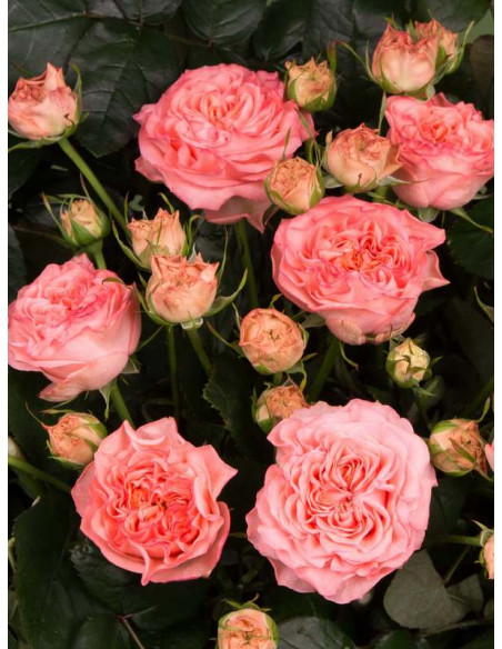 MARY ANN wielkokwiatowa róża