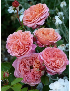 MARY ANN róża wielkokwiatowa