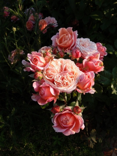 róża wielkokwiatowa MARY ANN