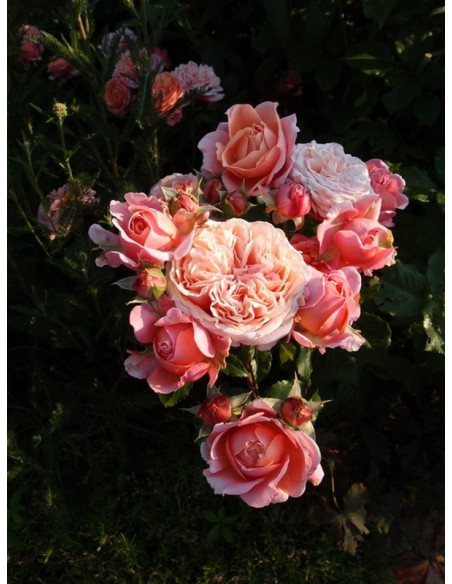 róża wielkokwiatowa MARY ANN