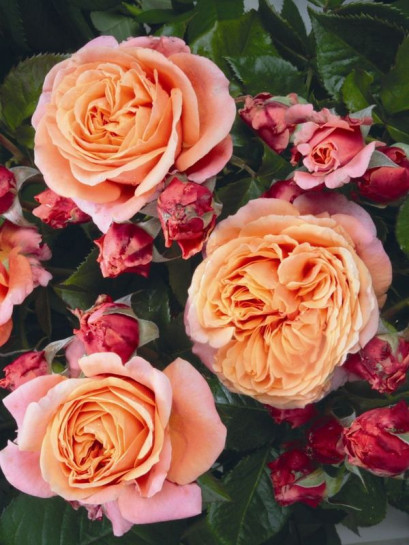 wielkokwiatowa róża MARY ANN