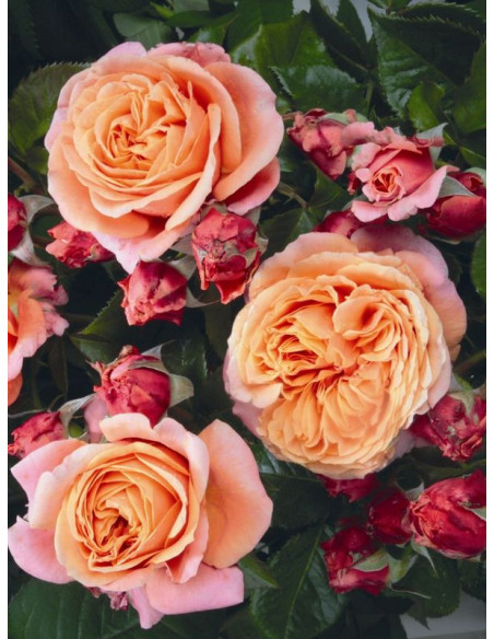 wielkokwiatowa róża MARY ANN