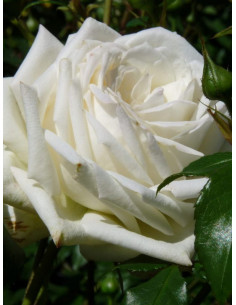 ALASKA  róża pnąca 2